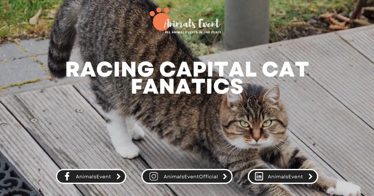 Racing Capital Cat Fanatics