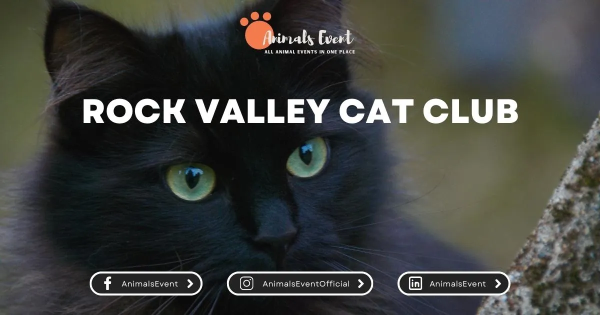 Rock Valley Cat Club