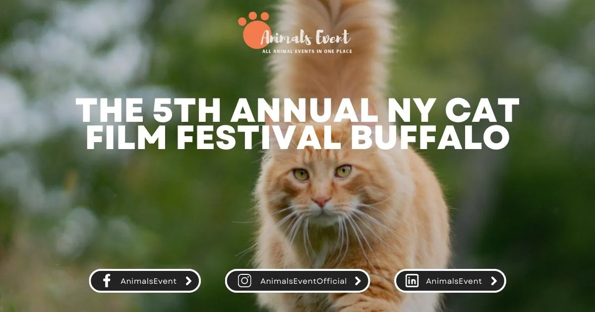The 5th Annual NY Cat Film Festival Buffalo
