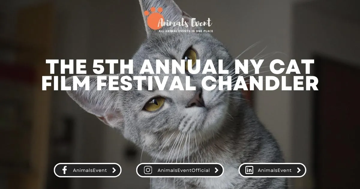 The 5th Annual NY Cat Film Festival Chandler