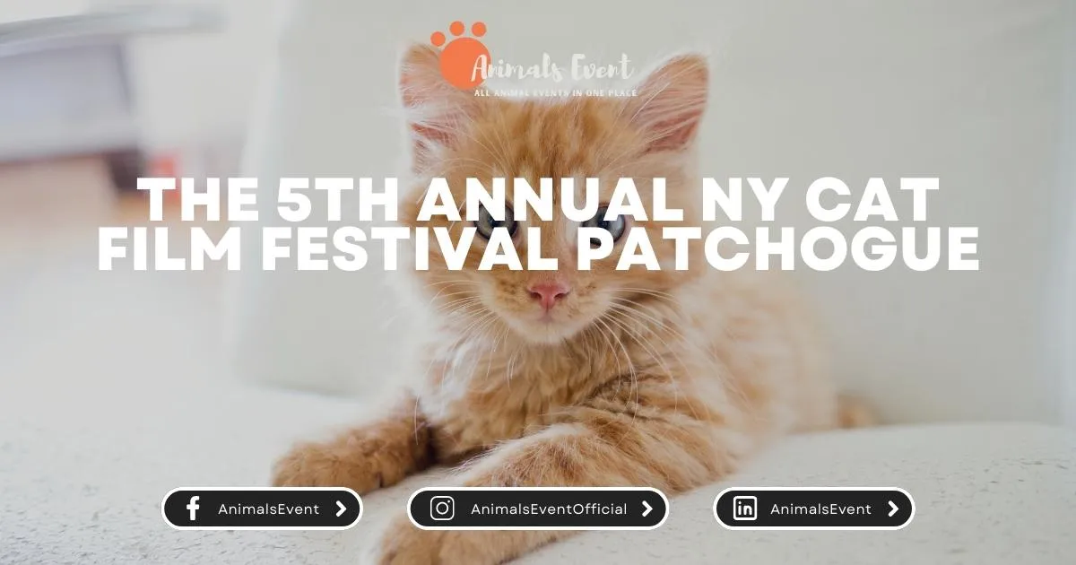 The 5th Annual NY Cat Film Festival Patchogue
