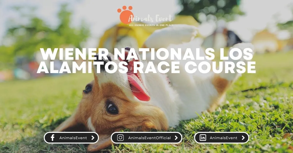 Wiener Nationals Los Alamitos Race Course