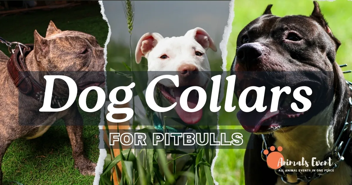 Best Dog Collars for Pitbulls