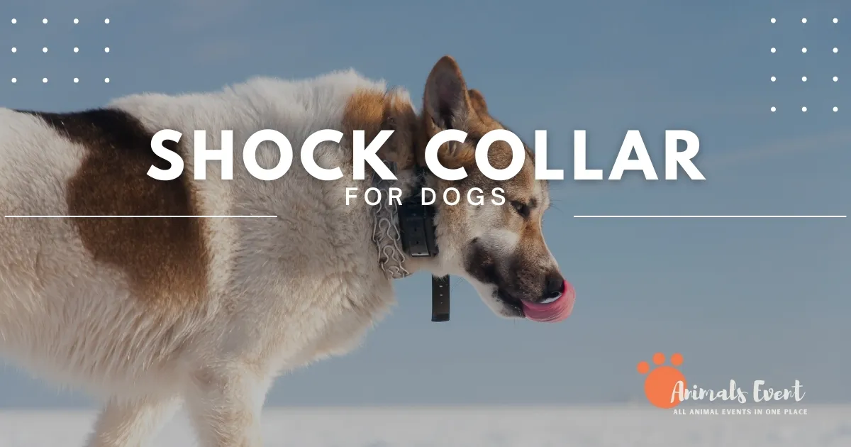 Best Shock Dog Collar