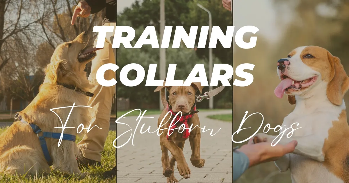 Training Collars For Stubborn Dogs