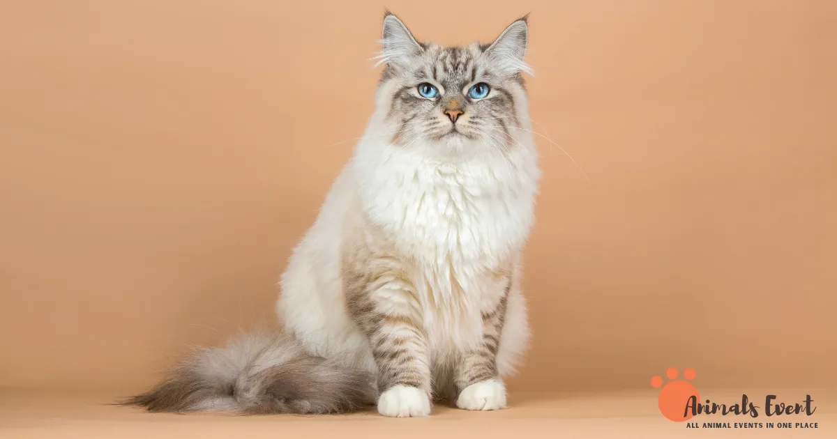 10 Facts About Cream-Colored Cats & Cream Tabby Cats