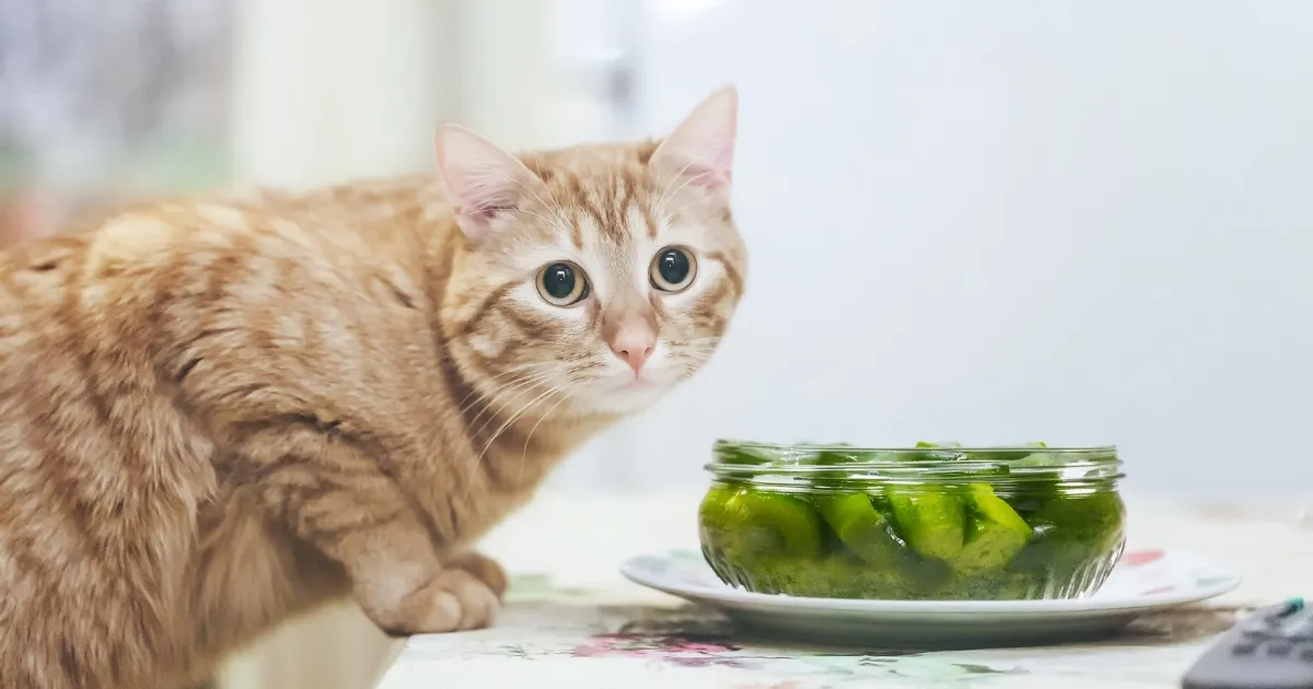 Can Cats Eat Pickles_ Exploring the Risks and Benefits for Feline Health