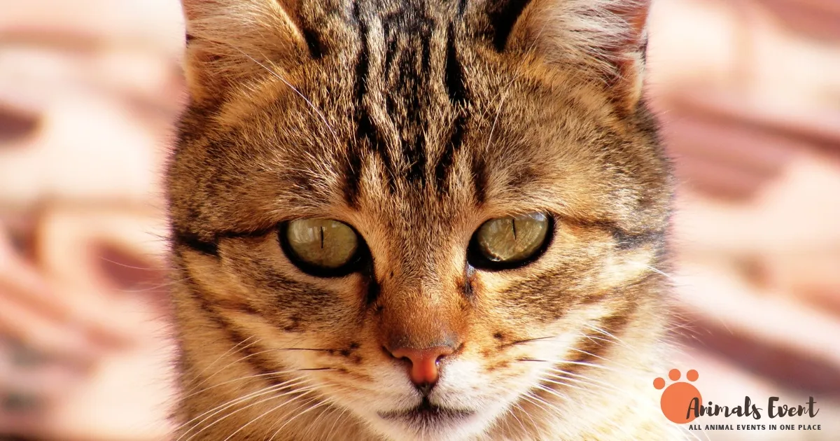 Cats With Copper Eyes_ A Fascinating World of Feline Genetics