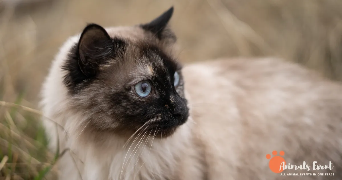 Ragdoll Siamese Mix_ All You Need To Know